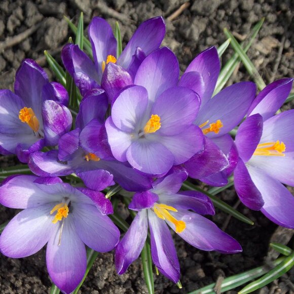 Source Unknown  50”x50” Versatile Green Long Lightweight Shawl/Scarf /Pashmina - Picture 15 of 15